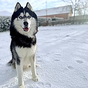 Aïcko a rejoint le concours — aidez-le/la à gagner de superbes lots ! husky, dog, snow, blue_eyes, outdoor, pet, animal, winter, fur, sitting, portrait, canine, nature, cold, cute, friendly, daylight, house, background, happy