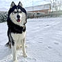 husky, dog, snow, blue_eyes, outdoor, pet, animal, winter, fur, sitting, portrait, canine, nature, cold, cute, friendly, daylight, house, background, happy