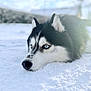 dog, husky, snow, animal, outdoor, pet, canine, blue_eyes, fur, winter, nature, resting, portrait, cold, muzzle, landscape, quiet, alone, daylight, animal_face