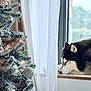 dog, husky, sleeping, window, curtains, christmas_tree, ornaments, frosted_tree, indoors, cozy, decorations, festive, holiday, pet, animal, resting, wooden_sill, greenery, calm, soft_light