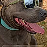 dog, sunglasses,  웃음, tongue, portrait, close_up, outdoor, grass, stone_wall, brown_fur, collar, happy, smiling, pet, animal, fashion, funny, smartphone_screenshot, lock_screen, daylight