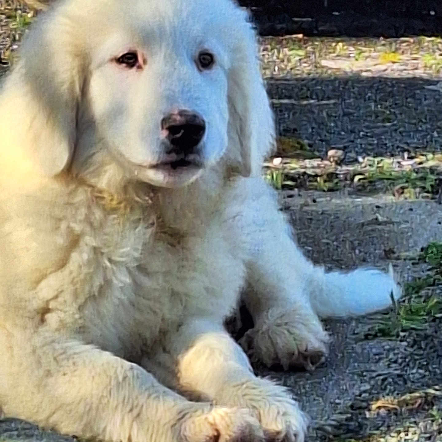 Valtor a rejoint le concours — aidez-le/la à gagner de superbes lots ! animal, ball, canine, dog, eskimodog, football, goldenretriever, hound, husky, lion, machine, newfoundland, pet, puppy, saintbernard, soccer, soccerball, spoke, sport, whitedog