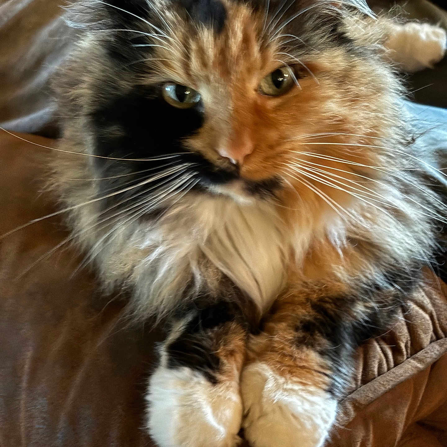 Lily is registered to the contest to win money with this photo: animal, blanket, brown, calico, cat, closeup, cute, eyes, feline, fluffy, fur, indoor, mammal, paws, pet, portrait, relaxed, resting, soft, whiskers