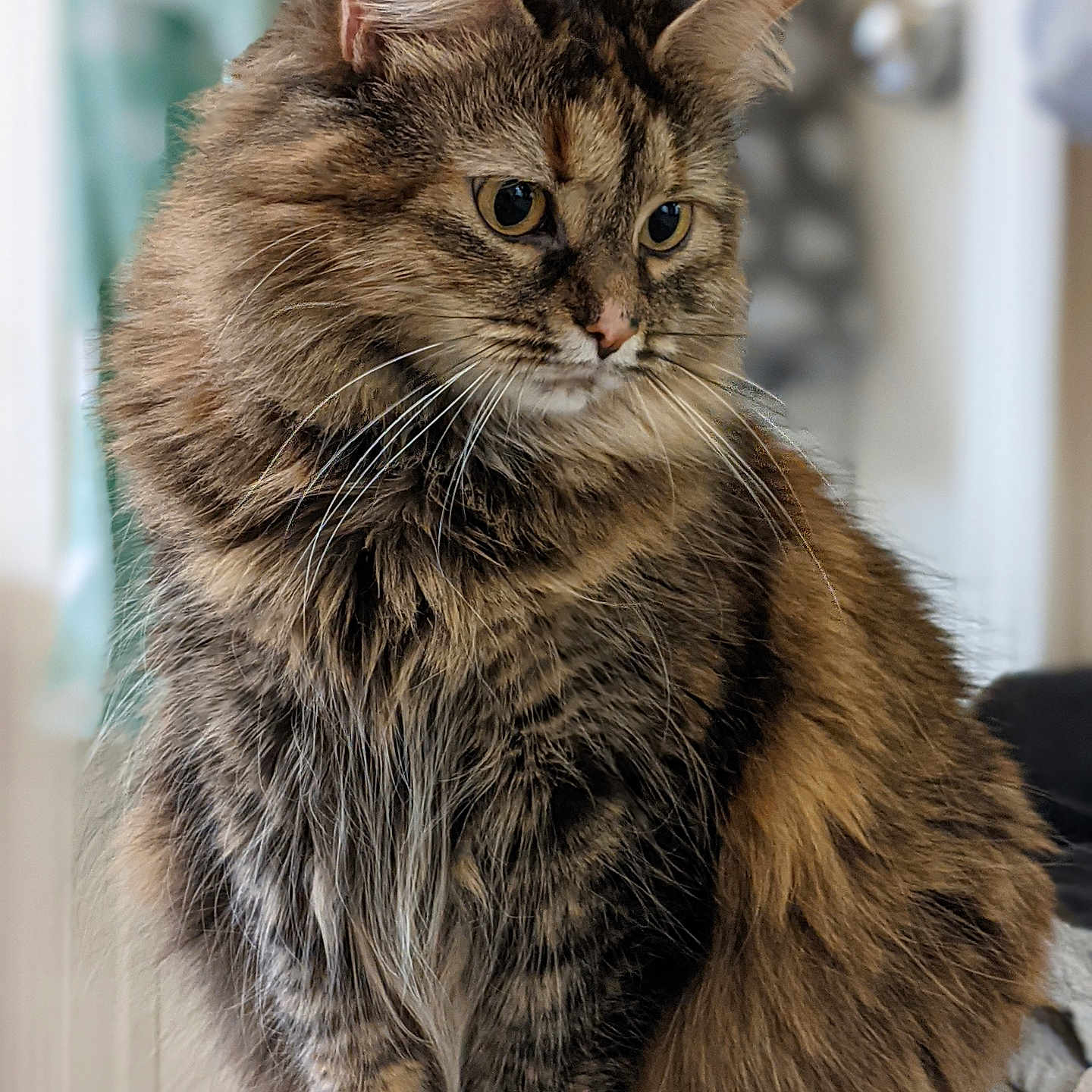 Miruku joined the competition — help win amazing prizes! animal, calm, cat, closeup, curious, cute, domestic_animal, feline, fluffy, fur, household, indoor, looking_away, mammal, pet, portrait, sitting, soft_light, tabby, whiskers