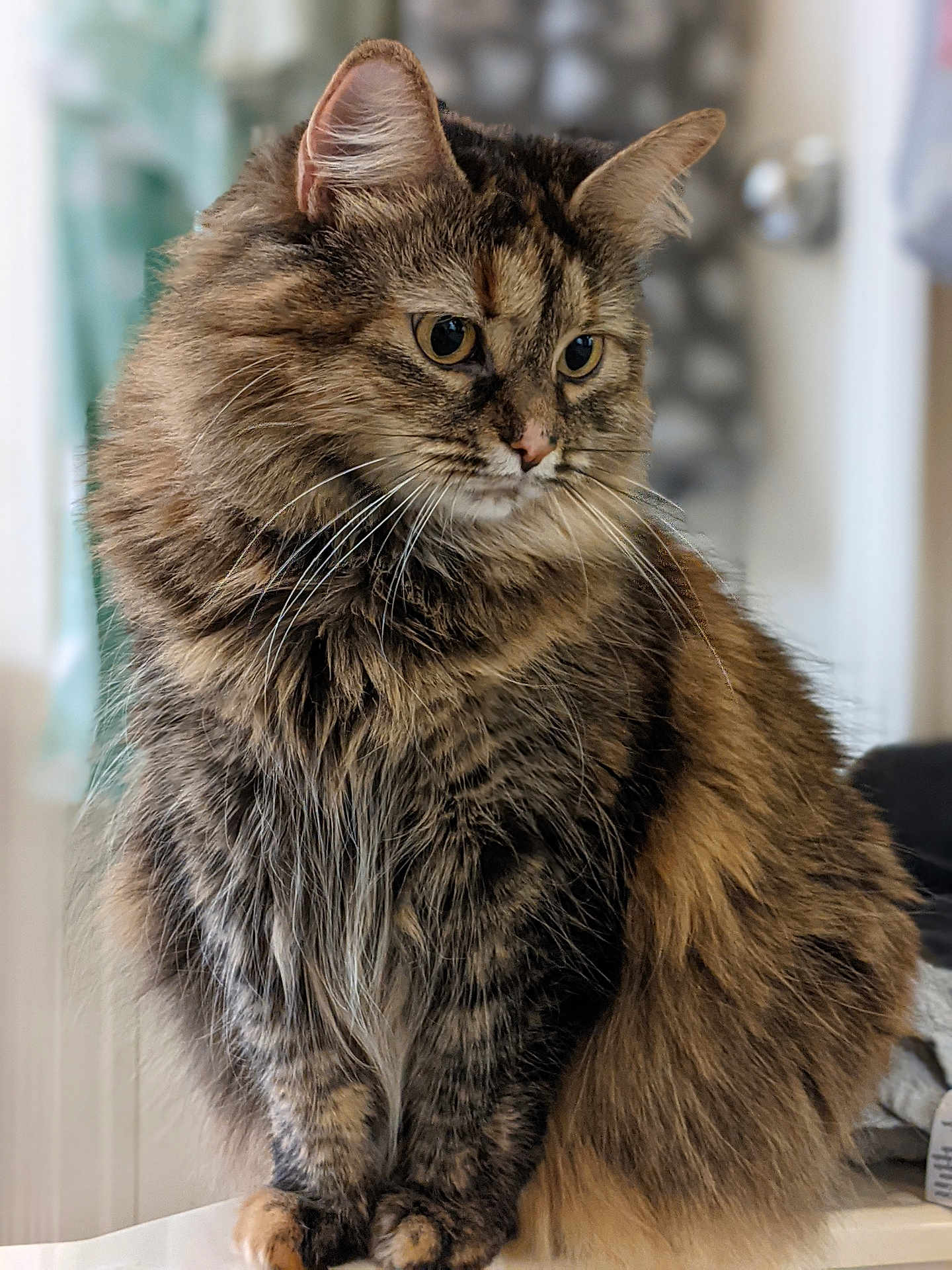 Miruku joined the competition — help win amazing prizes! cat, tabby, fluffy, indoor, pet, feline, fur, whiskers, sitting, looking_away, closeup, domestic_animal, mammal, animal, cute, portrait, soft_light, curious, calm, household