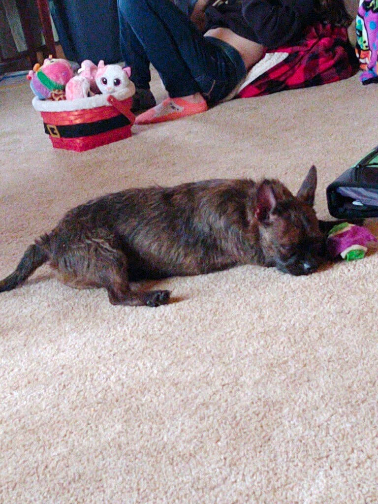 Rizzo is registered to the contest to win money with this photo: canidae, carnivore, cat, dog, dog_breed, fawn, mammal, vertebrate