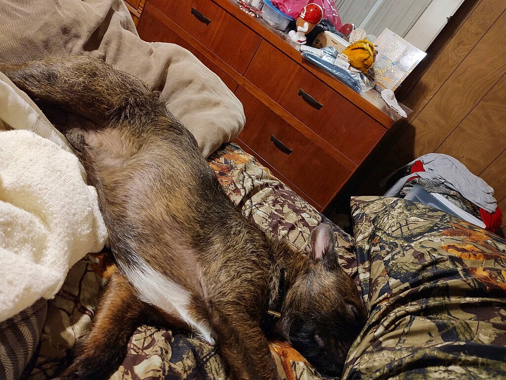 Rizzo joined the competition — help win amazing prizes! canidae, carnivore, czechoslovakian_wolfdog, dog, dog_breed, fawn, fur, furniture, lurcher, nap, puppy, sleep, tail, wolfdog