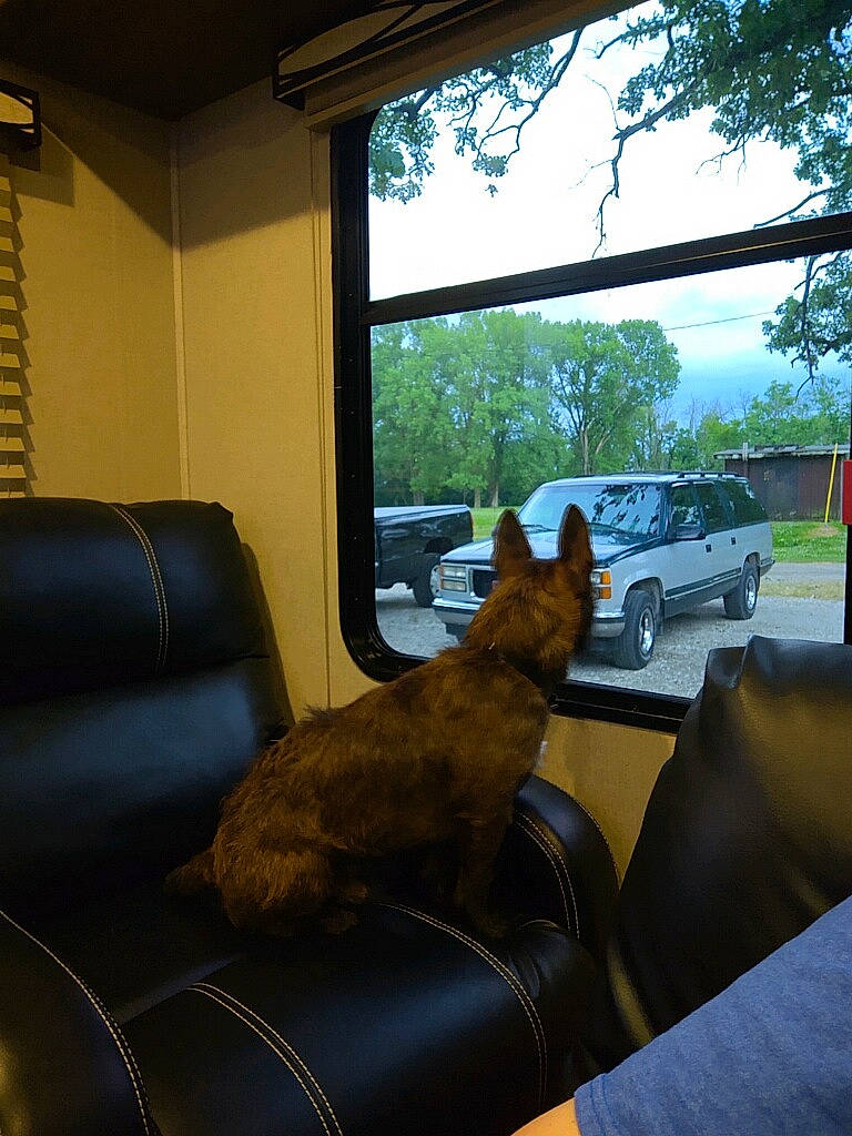 Rizzo is registered to the contest to win money with this photo: canidae, carnivore, cat, chair, couch, dog, dog_breed, fawn, felidae, furniture, guard_dog, home, house, interior_design, living_room, room, small_to_medium_sized_cats, table, tree, window