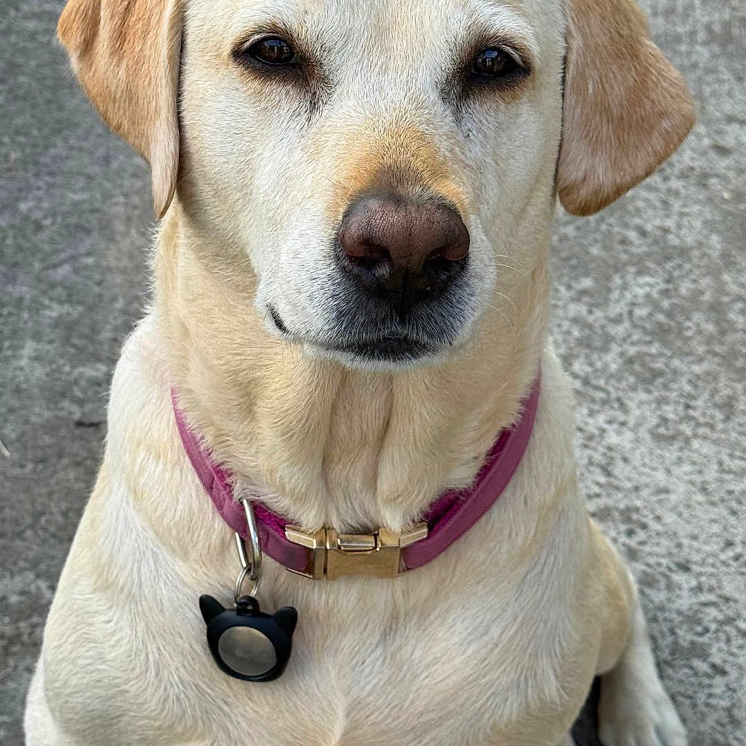 Nahal a rejoint le concours — aidez-le/la à gagner de superbes lots ! alert, animal, canine, closeup, collar, companion, dog, ears, friendly, fur, ground, labrador_retriever, looking_at_camera, mammal, outdoor, pet, portrait, sitting, tag, yellow_dog