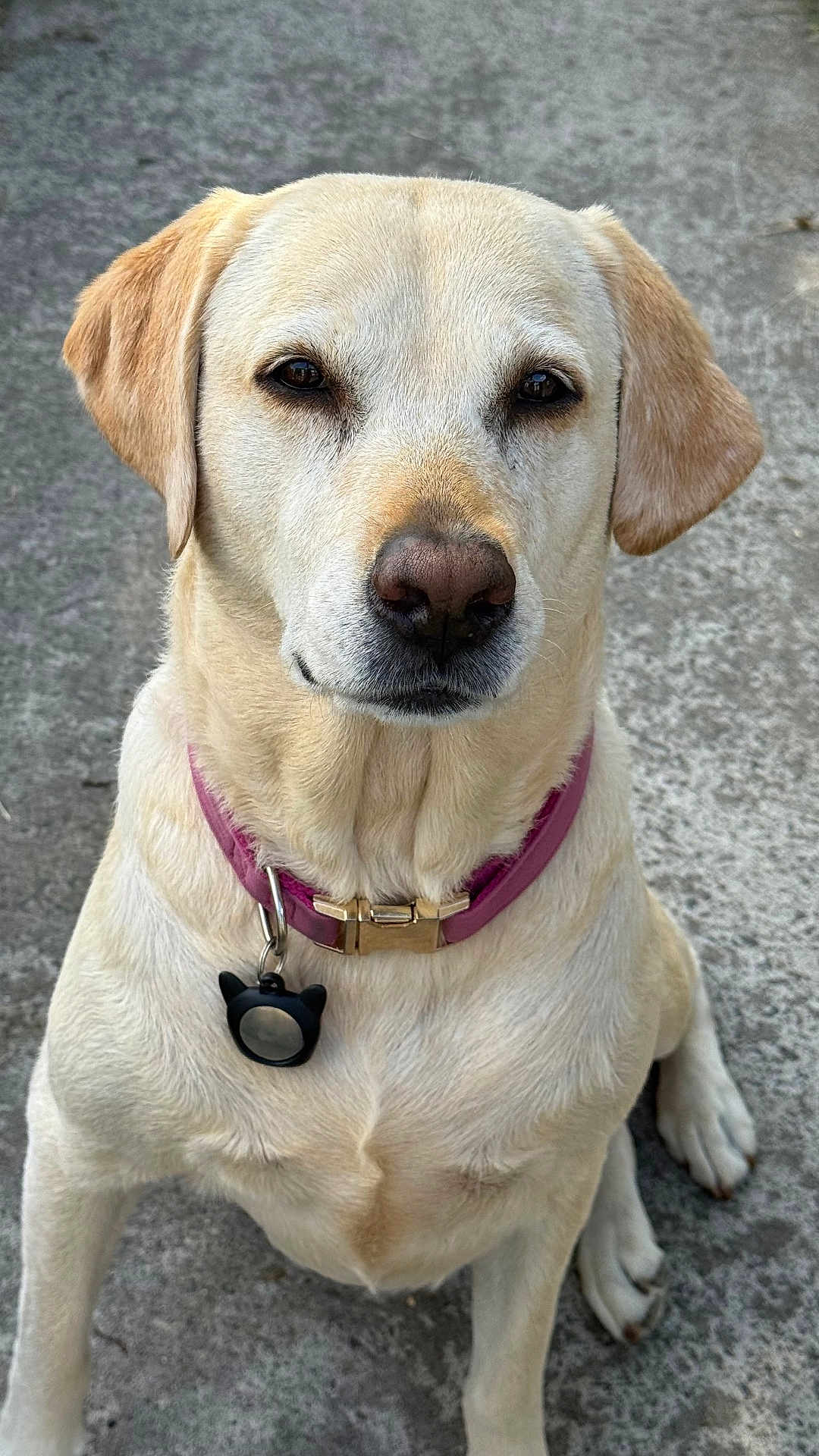 Nahal a rejoint le concours — aidez-le/la à gagner de superbes lots ! alert, animal, canine, closeup, collar, companion, dog, ears, friendly, fur, ground, labrador_retriever, looking_at_camera, mammal, outdoor, pet, portrait, sitting, tag, yellow_dog