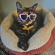 Taki joined the competition — help win amazing prizes! cat, tortoiseshell, pet_bed, heart_shaped_sunglasses, sunglasses, cozy, indoor, feline, closeup, resting, cute, fashion, accessory, relaxed, animal, domestic, portrait, soft_texture, warm_colors, funny