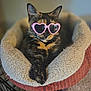 cat, tortoiseshell, pet_bed, heart_shaped_sunglasses, sunglasses, cozy, indoor, feline, closeup, resting, cute, fashion, accessory, relaxed, animal, domestic, portrait, soft_texture, warm_colors, funny