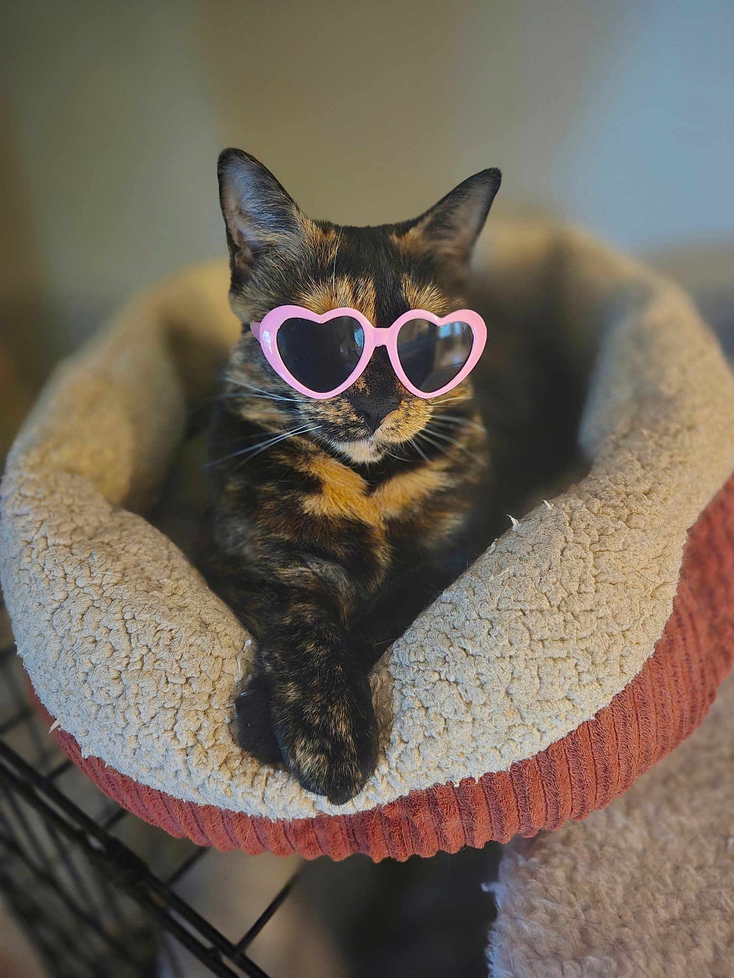 Taki joined the competition — help win amazing prizes! cat, tortoiseshell, pet_bed, heart_shaped_sunglasses, sunglasses, cozy, indoor, feline, closeup, resting, cute, fashion, accessory, relaxed, animal, domestic, portrait, soft_texture, warm_colors, funny