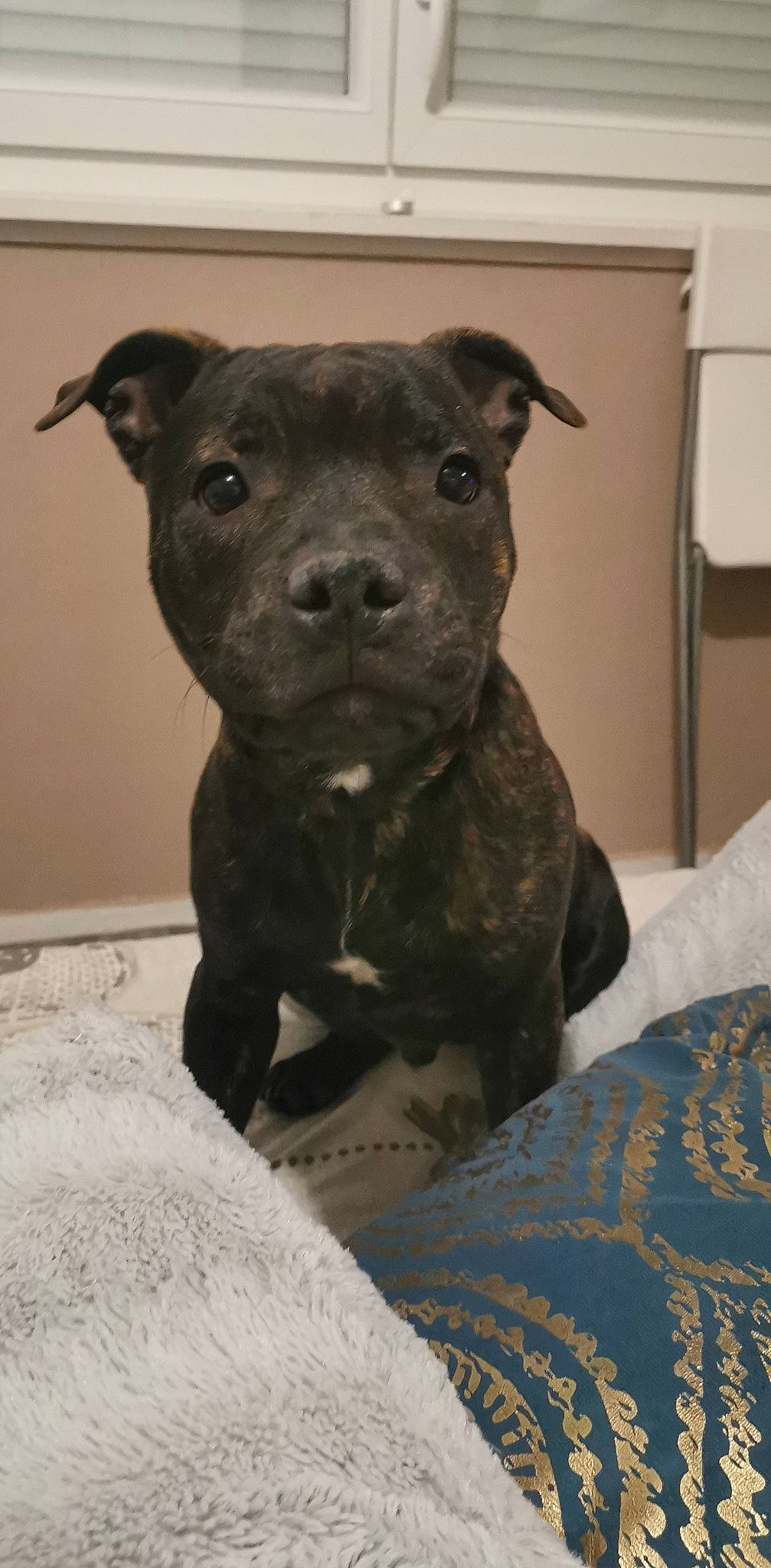 Saiko participe au concours pour gagner de l'argent avec cette photo : canidae, carnivore, comfort, companion_dog, dog, dog_breed, fawn, fur, monochrome_photography, non_sporting_group, snout, sporting_group, terrestrial_animal, toy_dog, whiskers, working_animal