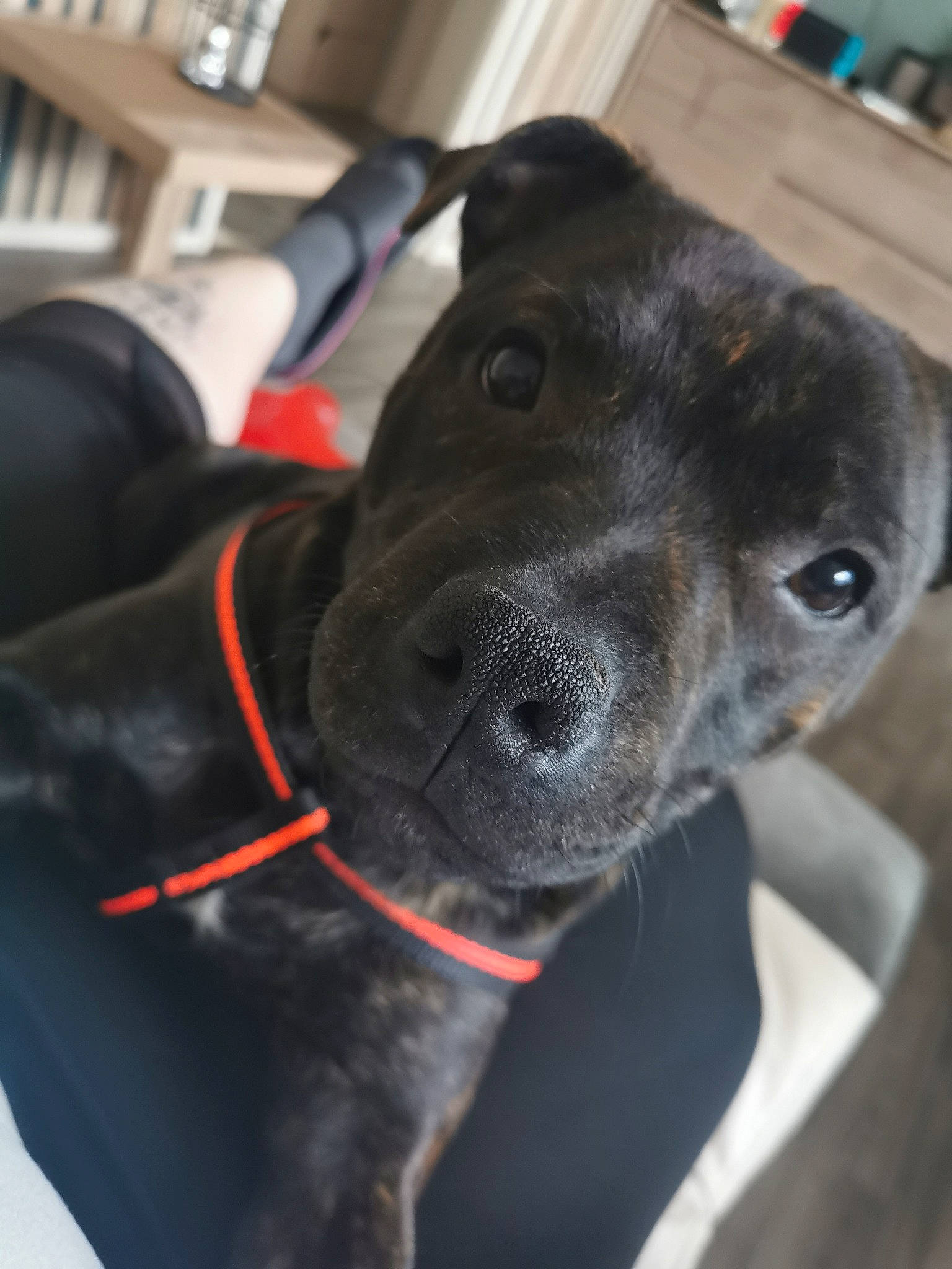 Saiko a rejoint le concours — aidez-le/la à gagner de superbes lots ! borador, canidae, carnivore, collar, companion_dog, dog, dog_breed, dog_collar, ear, electric_blue, fur, guard_dog, non_sporting_group, personal_protective_equipment, pet_supply, snout, sporting_group, whiskers, working_animal