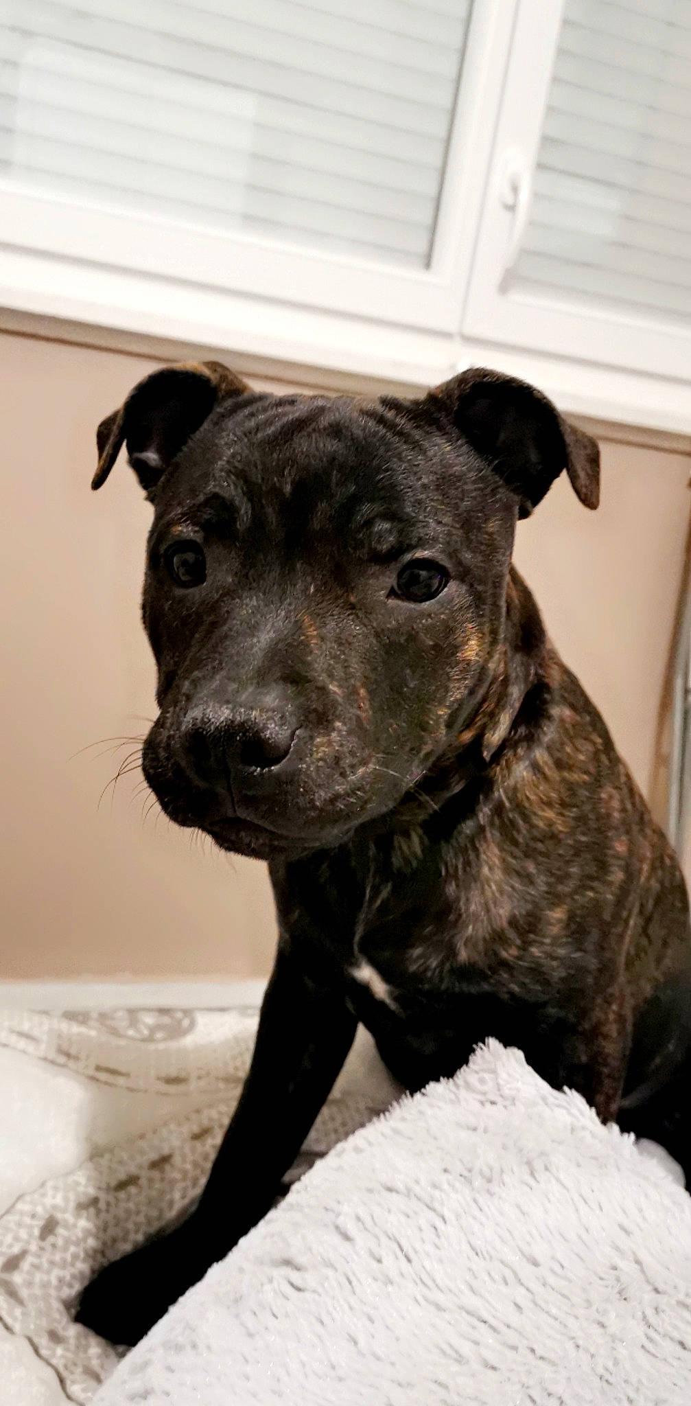 Saiko a rejoint le concours — aidez-le/la à gagner de superbes lots ! borador, canidae, carnivore, collar, companion_dog, dog, dog_breed, dog_collar, dogo_sardesco, fawn, fur, guard_dog, non_sporting_group, snout, sporting_group, street_dog, terrestrial_animal, whiskers, working_animal, working_dog