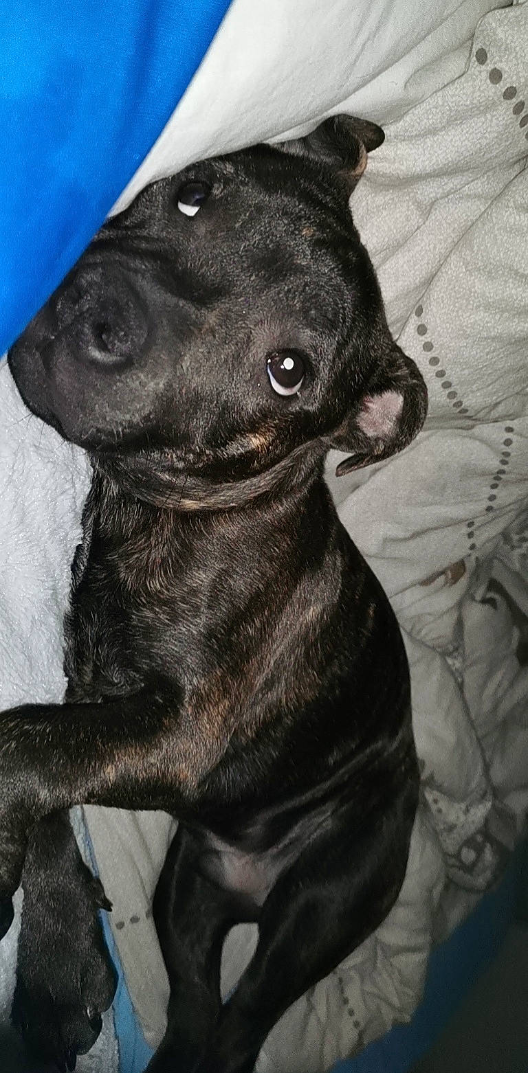 Saiko a rejoint le concours — aidez-le/la à gagner de superbes lots ! borador, canidae, carnivore, collar, companion_dog, dog, dog_breed, dog_collar, ear, fawn, fur, grey, guard_dog, pet_supply, snout, sporting_group, terrestrial_animal, toy_dog, whiskers, working_animal