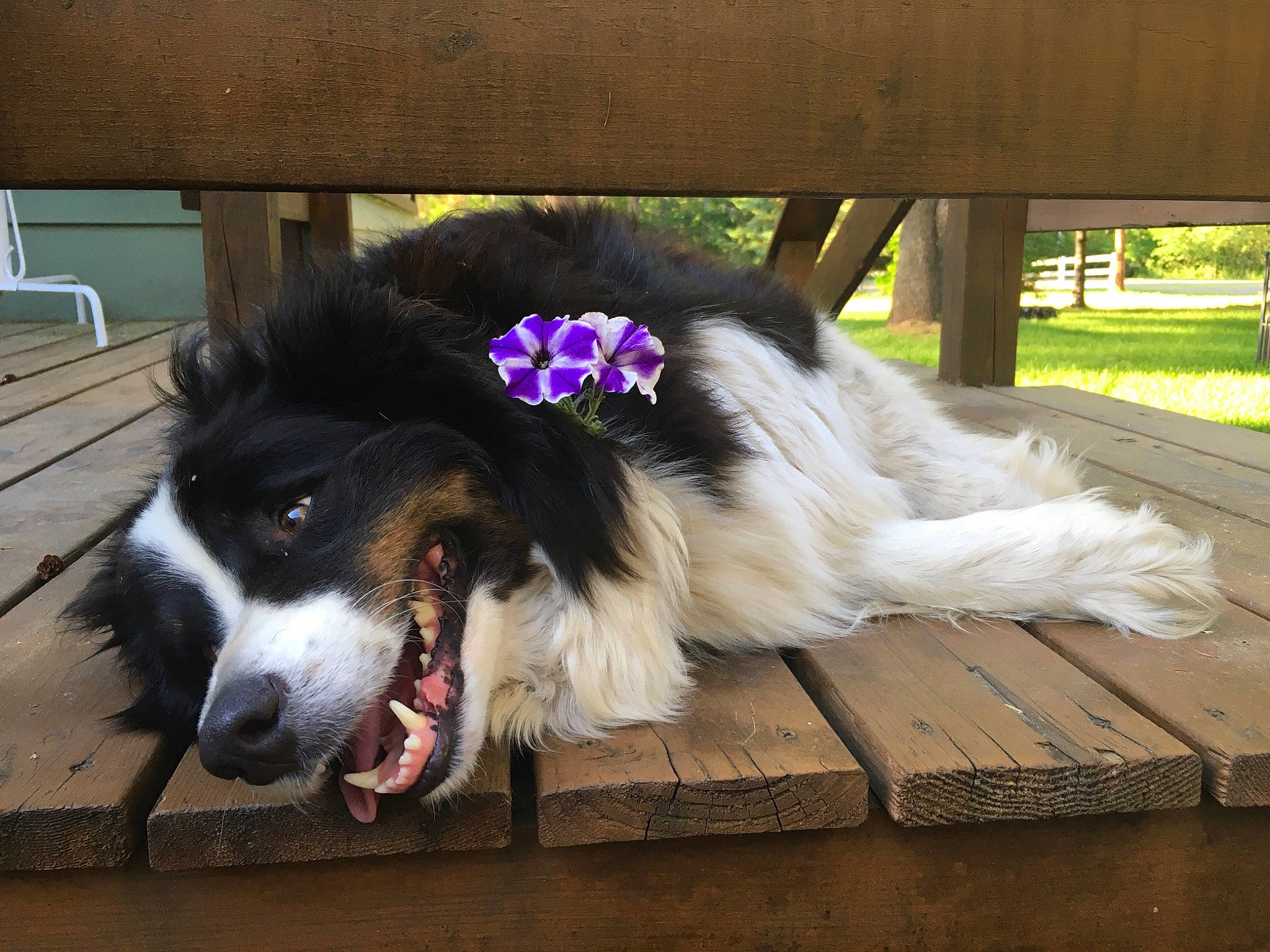 Beauregard joined the competition — help win amazing prizes! canidae, carnivore, collar, companion_dog, dog, dog_breed, dog_collar, dog_supply, fur, hardwood, herding_dog, liver, pet_supply, plant, snout, sporting_group, tail, whiskers, wood, working_dog