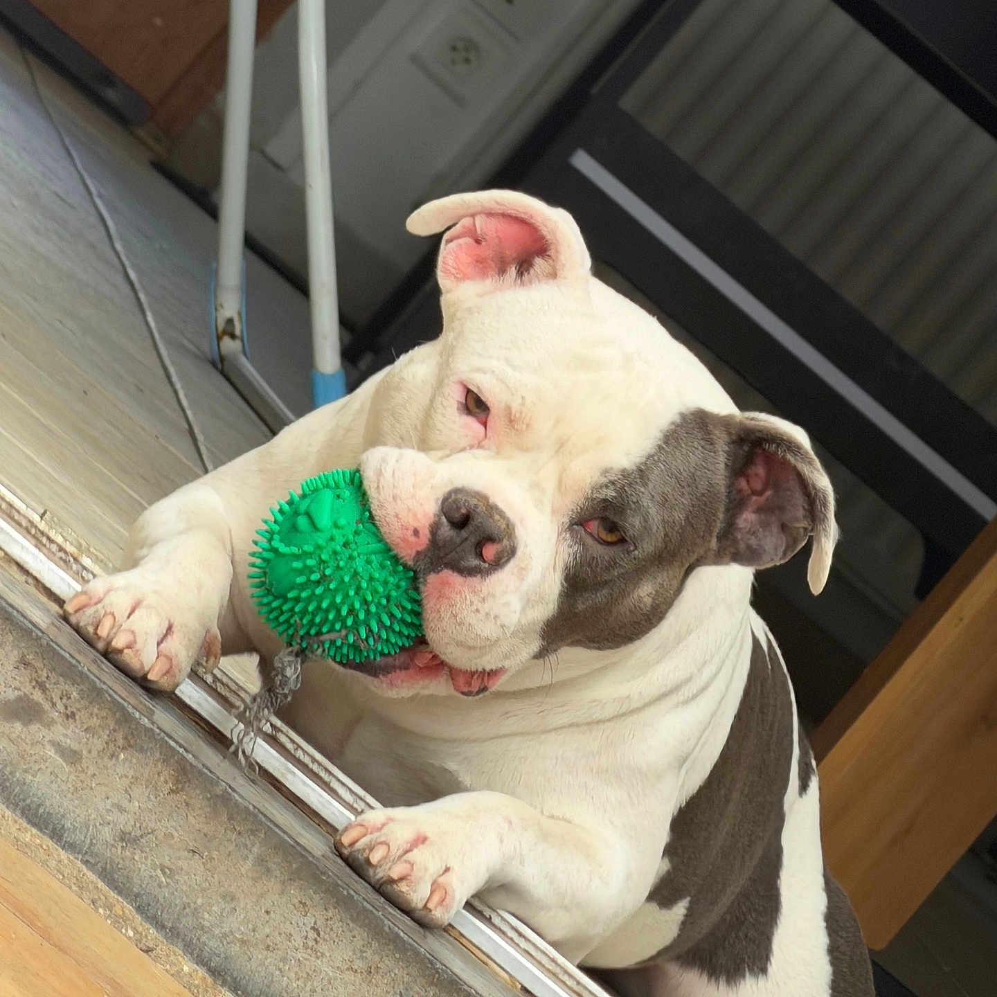 Kenzo participe au concours pour gagner de l'argent avec cette photo : dog, bulldog, toy, green_toy, indoor, floor, playful, pet, animal, white_dog, black_spot, chewing, cute, ears, paws, close_up, resting, home, mischievous, pet_toy