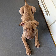 Coco is registered to the contest to win money with this photo: puppy, dog, floor, indoor, blue_eyes, brown_fur, ears, paws, cabinet, handle, curious, lying_down, pet, animal, cute, young, looking_up, domestic, home, portrait