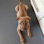 puppy, dog, floor, indoor, blue_eyes, brown_fur, ears, paws, cabinet, handle, curious, lying_down, pet, animal, cute, young, looking_up, domestic, home, portrait