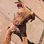 Coco is registered to the contest to win money with this photo: puppy, dog, brown, curious, ears, eyes, pet, animal, outdoor, concrete, closeup, portrait, young, cute, paw, fur, canine, friendly, adorable, playful