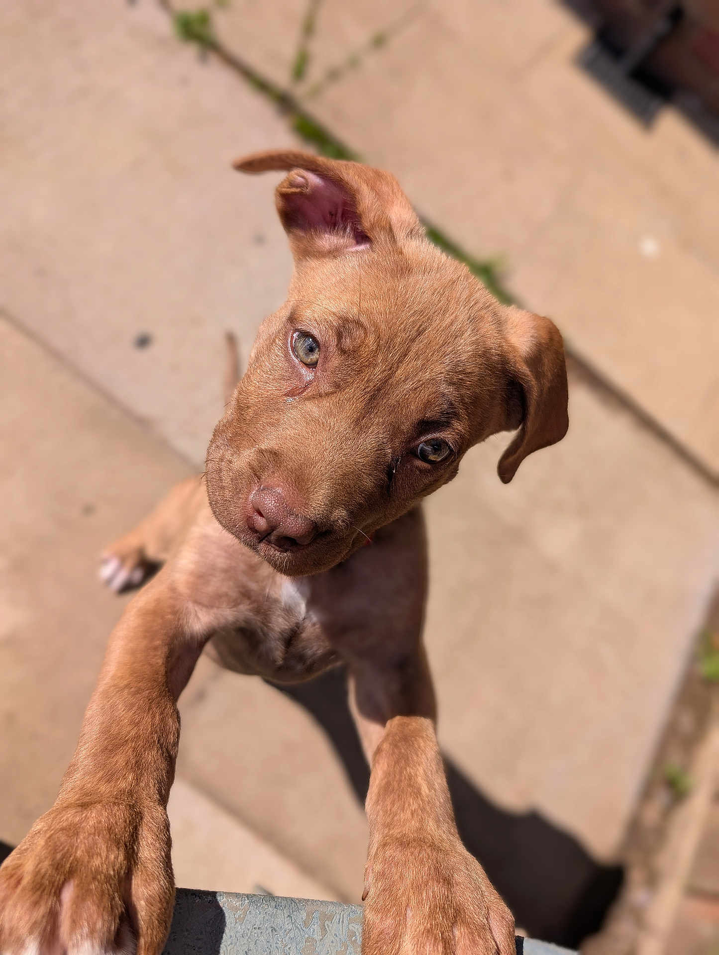 Coco