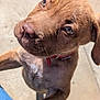 Coco is registered to the contest to win money with this photo: puppy, dog, brown_fur, close_up, outdoor, sunlight, concrete, collar, pet, animal, cute, paw, looking_up, young_dog, fur, whiskers, ears, nose, portrait, friendly