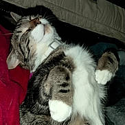 Stripes is registered to the contest to win money with this photo: animal, blanket, cat, collar, couch, cozy, figurine, furniture, indoor, lying_down, paws, pet, relaxed, resting, sleeping, snacks, striped_fur, tabby_cat, toy, white_fur