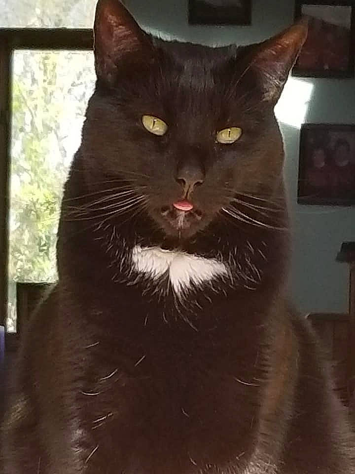 Jingles joined the competition — help win amazing prizes! black_cat, bombay, carnivore, cat, domestic_short_haired_cat, felidae, fur, iris, small_to_medium_sized_cats, snout, tail, tints_and_shades, tree, whiskers, window