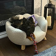 Sophie joined the competition — help win amazing prizes! dog, small_dog, black_dog, tan_dog, plush_chair, rope_toy, toy, fireplace, candle, candle_holder, wood_floor, blanket, pet, indoor, cozy, fur, paw, home_interior, relaxing, pet_bed