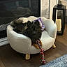 dog, small_dog, black_dog, tan_dog, plush_chair, rope_toy, toy, fireplace, candle, candle_holder, wood_floor, blanket, pet, indoor, cozy, fur, paw, home_interior, relaxing, pet_bed