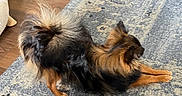 Sophie joined the competition — help win amazing prizes! animal, blue_rug, brown_and_black, canine, companion, cute, dog, domestic, fluffy_tail, four_legs, furry, home, indoor, long_hair, pet, relaxed, rug, side_view, stretching, wooden_floor
