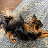 Sophie joined the competition — help win amazing prizes! dog, stretching, fluffy_tail, indoor, rug, blue_rug, wooden_floor, pet, canine, furry, long_hair, brown_and_black, relaxed, home, animal, companion, cute, domestic, four_legs, side_view