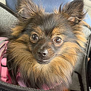 Sophie joined the competition — help win amazing prizes! alert, animal, black_fur, brown_fur, carrier, close_up, companion, cute, dog, domestic_animal, ears, face, fluffy, furry, indoor, looking, pet, pink_harness, portrait, small_dog