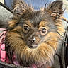dog, small_dog, fluffy, ears, brown_fur, black_fur, pet, close_up, pink_harness, carrier, alert, cute, animal, companion, indoor, portrait, furry, face, looking, domestic_animal