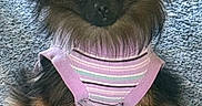 Sophie is registered to the contest to win money with this photo: dog, small_dog, sweater, clothing, pet, animal, fur, ears, carpet, indoor, cute, looking, sitting, brown, black, portrait, adorable, fluffy, striped, attentive