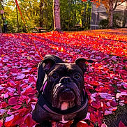 Penelope is registered to the contest to win money with this photo: dog, bulldog, pet, animal, portrait, outdoor, autumn, fall, leaves, colorful, red_leaves, orange_leaves, garden, backyard, tree, nature, black_dog, collar, sitting, funny_expression