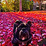 dog, bulldog, pet, animal, portrait, outdoor, autumn, fall, leaves, colorful, red_leaves, orange_leaves, garden, backyard, tree, nature, black_dog, collar, sitting, funny_expression