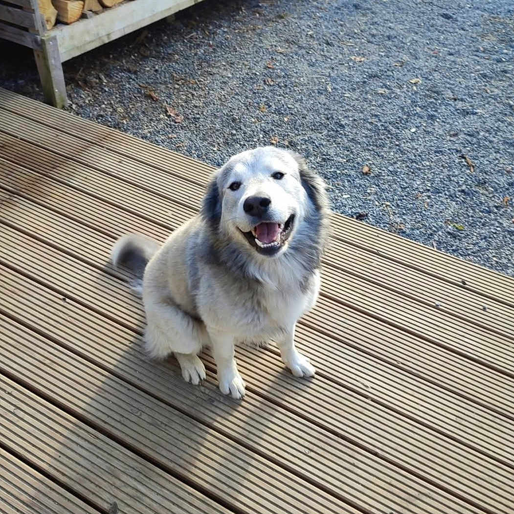 Rio a rejoint le concours — aidez-le/la à gagner de superbes lots ! animal, canine, companion, cute, daylight, dog, firewood, friendly, fur, gravel, happy, nature, outdoor, pet, pile, portrait, sitting, smiling, tail, wooden_deck