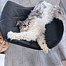cat, long_hair, fluffy, sleeping, relaxed, stretched, pet, animal, chair, black_chair, indoor, tile_floor, home, nap, whiskers, closed_eyes, white_fur, gray_fur, tail, paws