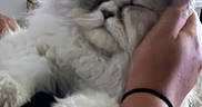 Gaïa a rejoint le concours — aidez-le/la à gagner de superbes lots ! cat, kitten, fluffy, gray_and_white, longhaired, sleeping, eyes_closed, paws, whiskers, pet, cuddling, human_arms, indoor, bed, blanket, portrait, closeup, relaxed, adorable, soft_fur