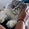 cat, kitten, fluffy, gray_and_white, longhaired, sleeping, eyes_closed, paws, whiskers, pet, cuddling, human_arms, indoor, bed, blanket, portrait, closeup, relaxed, adorable, soft_fur