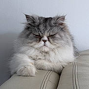 Gaïa a rejoint le concours — aidez-le/la à gagner de superbes lots ! cat, fluffy, gray_and_white, persian_cat, long_hair, pet, animal, portrait, close_up, sitting, lounging, sleepy, grumpy, whiskers, ears, paws, fur, couch, indoor, home