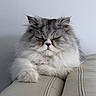 cat, fluffy, gray_and_white, persian_cat, long_hair, pet, animal, portrait, close_up, sitting, lounging, sleepy, grumpy, whiskers, ears, paws, fur, couch, indoor, home