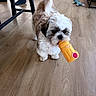 Alvin a rejoint le concours — aidez-le/la à gagner de superbes lots ! dog, small_dog, fluffy, white_fur, brown_fur, toy, orange_toy, bottle_shaped_toy, pet, indoors, wooden_floor, table, chair, plush_toy, human_feet, living_room, standing, holding_toy, cute, photography