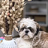 Alvin participe au concours pour gagner de l'argent avec cette photo : dog, pet, small_dog, fluffy, shih_tzu, portrait, indoors, home, furniture, vase, dried_flowers, decor, couch, lying_down, sitting, white_fur, brown_fur, black_and_white, cute, animal
