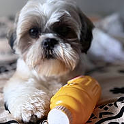 Alvin a rejoint le concours — aidez-le/la à gagner de superbes lots ! dog, shih_tzu, small_dog, fluffy, white_fur, brown_fur, pet, animal, portrait, close_up, toy, yellow_toy, indoors, bed, blanket, bokeh, resting, looking_at_camera, cute, companion_animal