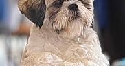 Alvin participe au concours pour gagner de l'argent avec cette photo : dog, shih_tzu, small_dog, fluffy, white_fur, brown_fur, pet, animal, portrait, close_up, sitting, indoor, home, ledge, fur, black_nose, dark_eyes, serious_expression, cute, companion_animal