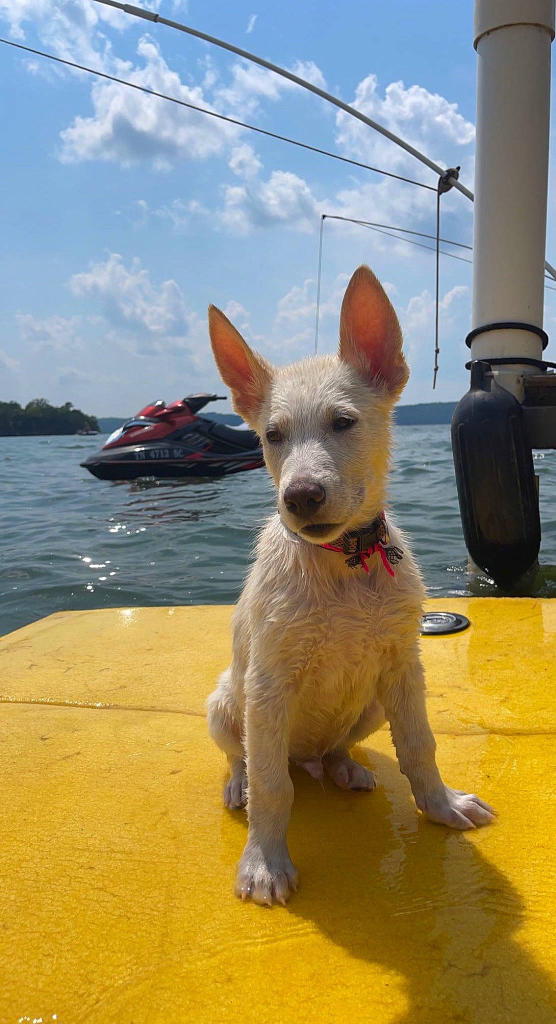 Chief is registered to the contest to win money with this photo: canidae, carnivore, cloud, collar, companion_dog, dog, dog_breed, dog_collar, dog_supply, fawn, lake, ocean, sky, snout, sporting_group, tail, terrier, toy_dog, water, working_animal